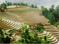 Trekking Sapa, trekking Fansipan, randonne au Vietnam